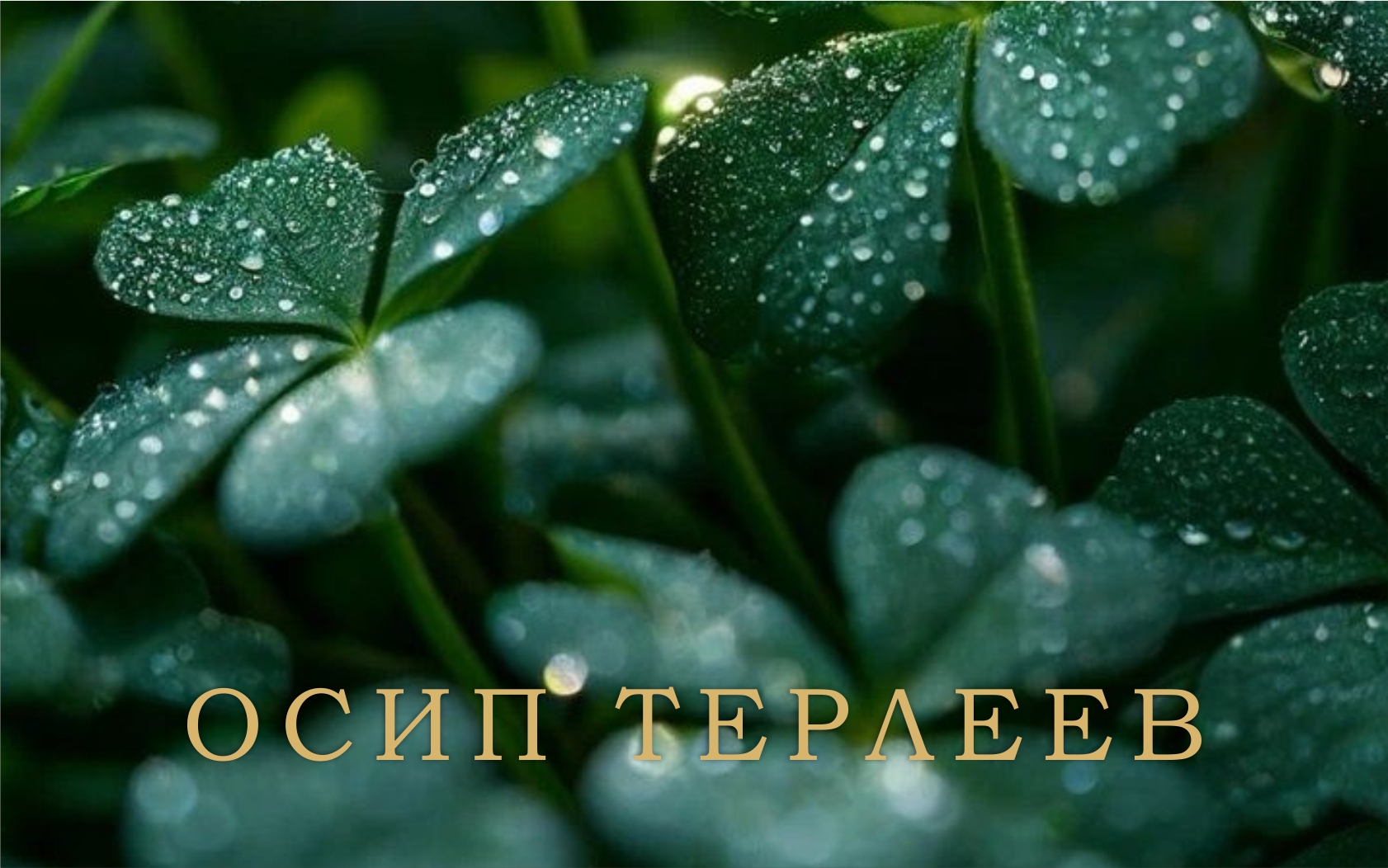 Дизайн сертификата 4